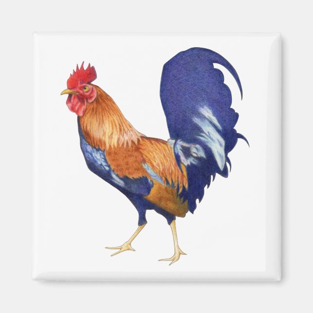 Imã Rooster Magnet (Frente)