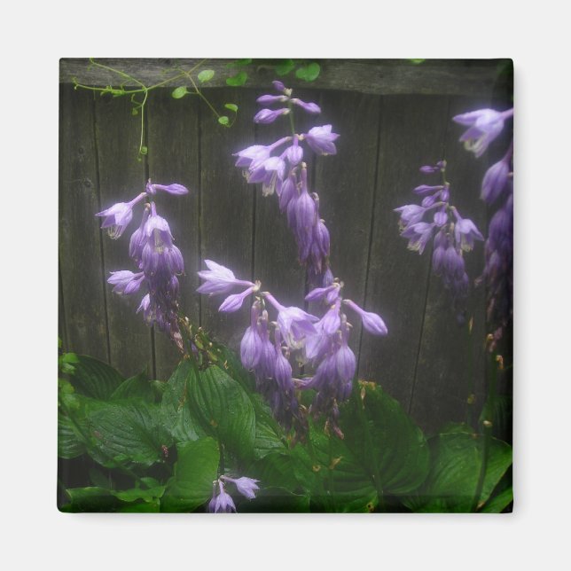 IMÃ ROPLE HOSTA BELLS (Frente)