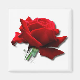 Imã Rosa