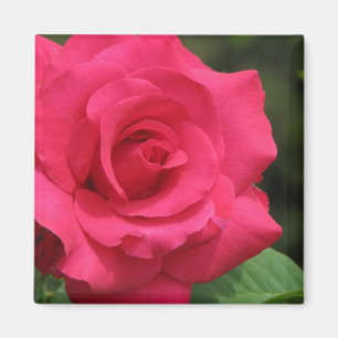 Imã Rosa
