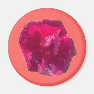 Imã Rosa