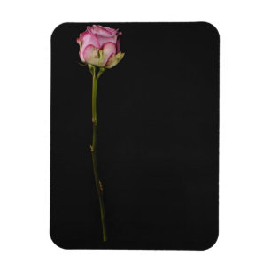 Ímã Rosa 3 do rosa