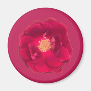 IMÃ ROSA A