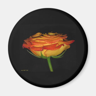 Imã rosa alaranjado e amarelo