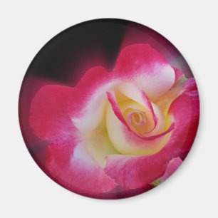 Imã rosa amarela