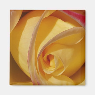 Imã Rosa amarela