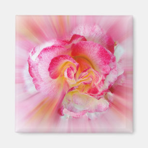 Imã rosa amarela