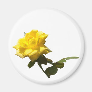 Imã Rosa amarela isolada
