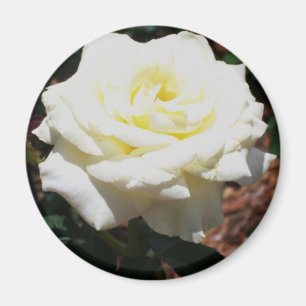 Imã Rosa Amarela Pálida