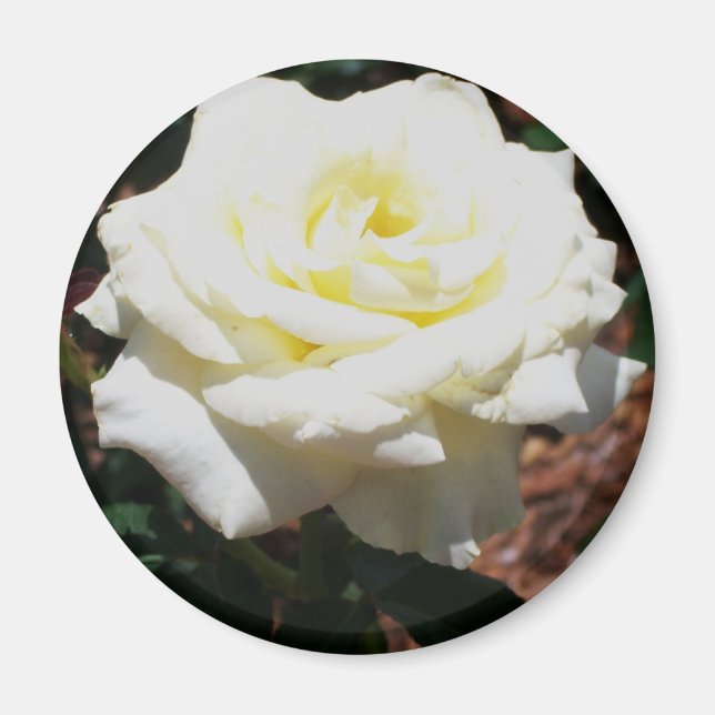 Imã Rosa Amarela Pálida (Frente)