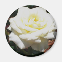 Rosa Amarela Pálida
