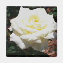 Rosa Amarela Pálida
