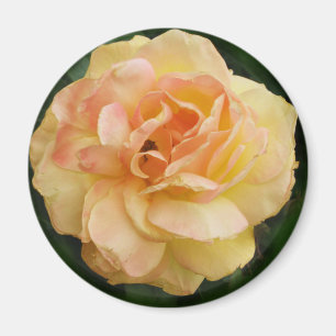 Imã Rosa amarelo