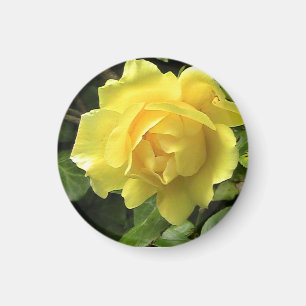 Imã Rosa amarelo