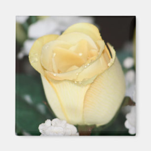 Imã Rosa amarelo