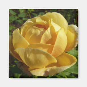 Imã Rosa amarelo