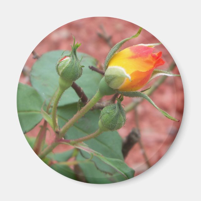 Imã rosa amarelo e laranja (Frente)