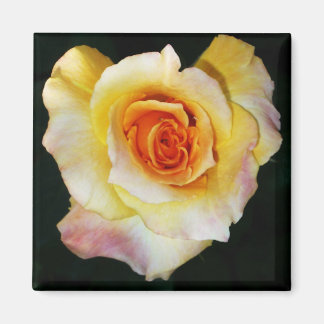 Imã Rosa Amarelo Forma Coração