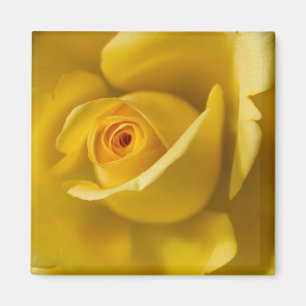 Imã Rosa amarelo macro