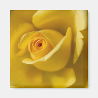Imã Rosa Amarelo Macro