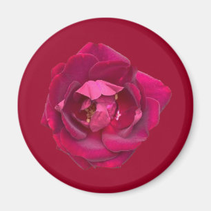 IMÃ ROSA B