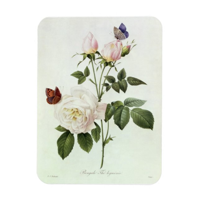 Ímã Rosa: Bengale os Himenes, de Les Rosas (Vertical)