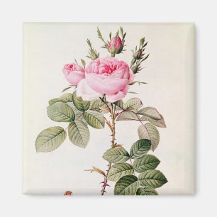 Imã Rosa Bifera Officinalis, 'dos rosas de Les
