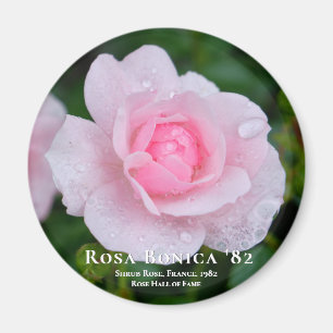 Imã Rosa Bonica 82