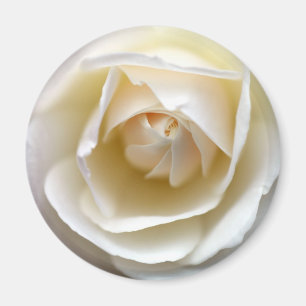 Imã Rosa branca