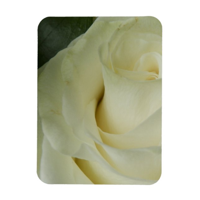 Ímã Rosa branca (Vertical)