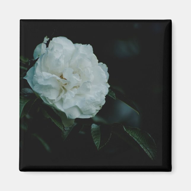 Imã Rosa branca (Frente)