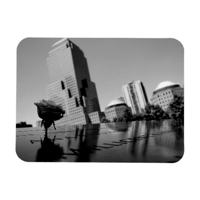 Ímã Rosa branca da memória (Horizontal)