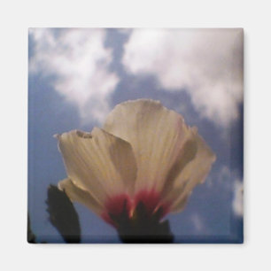 Imã Rosa branca no céu azul nublado