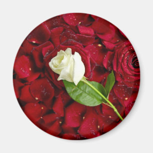 Imã Rosa branco nas pétalas vermelhas