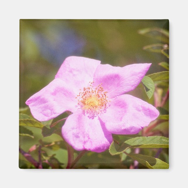 Imã Rosa Briar (Frente)