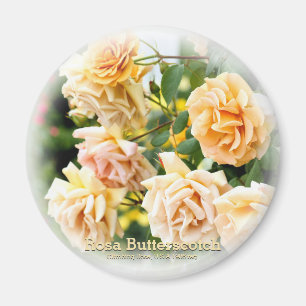 Imã Rosa Butterscotch