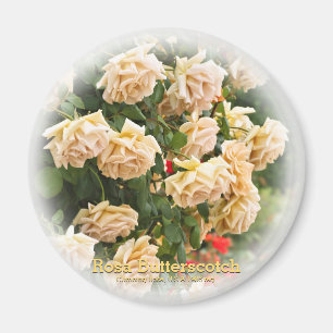Imã Rosa Butterscotch
