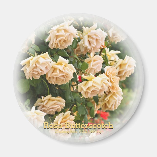 Imã Rosa Butterscotch (Frente)