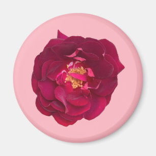 IMÃ ROSA C
