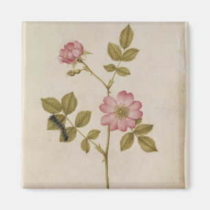 Imã Rosa Canina - Dogrose e Lagarta (lápis e c/