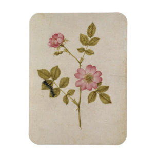 Ímã Rosa Canina - Dogrose e Lagarta (lápis e c/