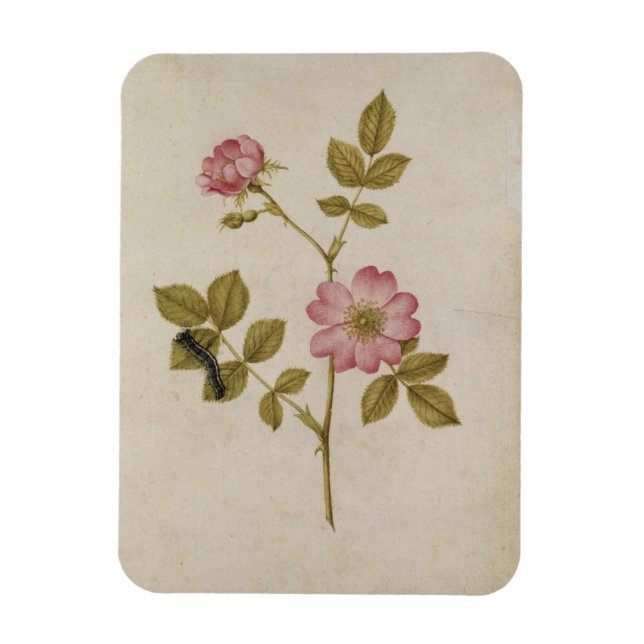 Ímã Rosa Canina - Dogrose e Lagarta (lápis e c/ (Vertical)