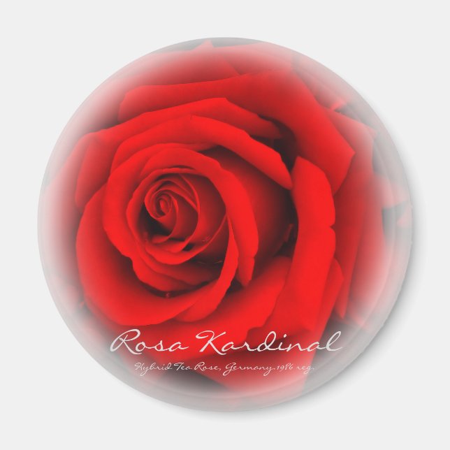 Imã Rosa Cardeal (Frente)