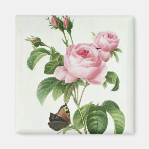 Imã Rosa Centifolia