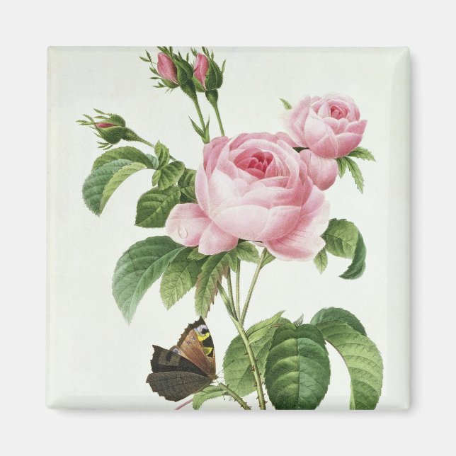 Imã Rosa Centifolia (Frente)