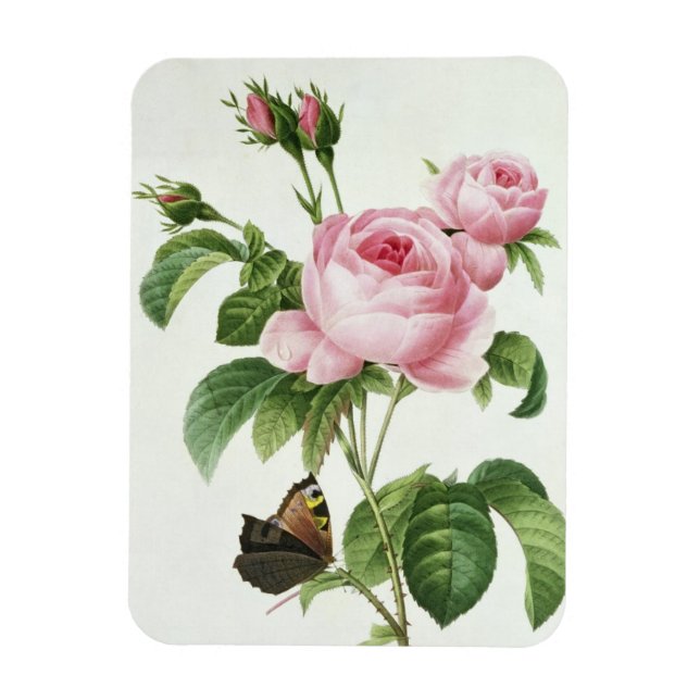 Ímã Rosa Centifolia (Vertical)