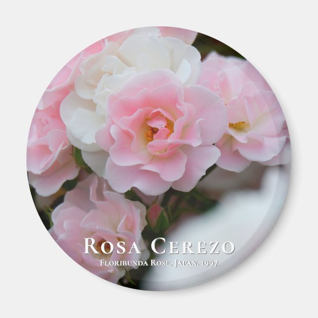 Imã Rosa Cerezo マ グ ネ fiscalização (Frente)