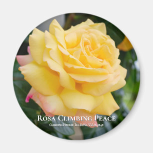 Imã Rosa Climbing Peace