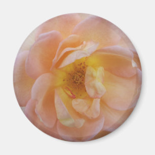 Imã Rosa com cor de pêssego