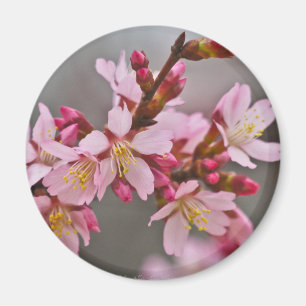 Imã Rosa Contra Um Céu Cinza Flor de Cerejeira Japones